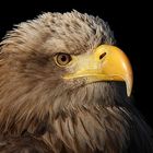 Seeadler im Portrait (Bea)