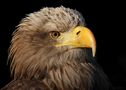 Seeadler im Portrait (Bea) by Klatt Arno 