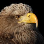 Seeadler im Portrait (Bea)