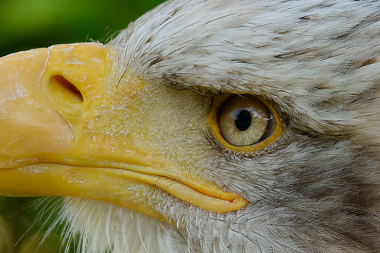 Seeadler im Portrait