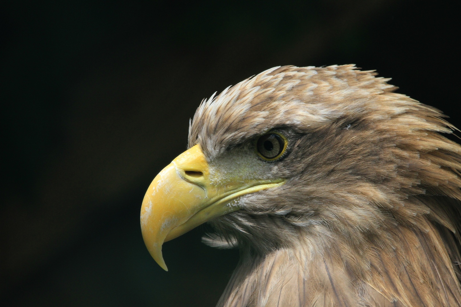 Seeadler im Profil