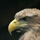 Seeadler im Profil