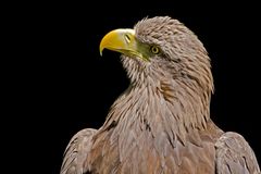 Seeadler im Profil