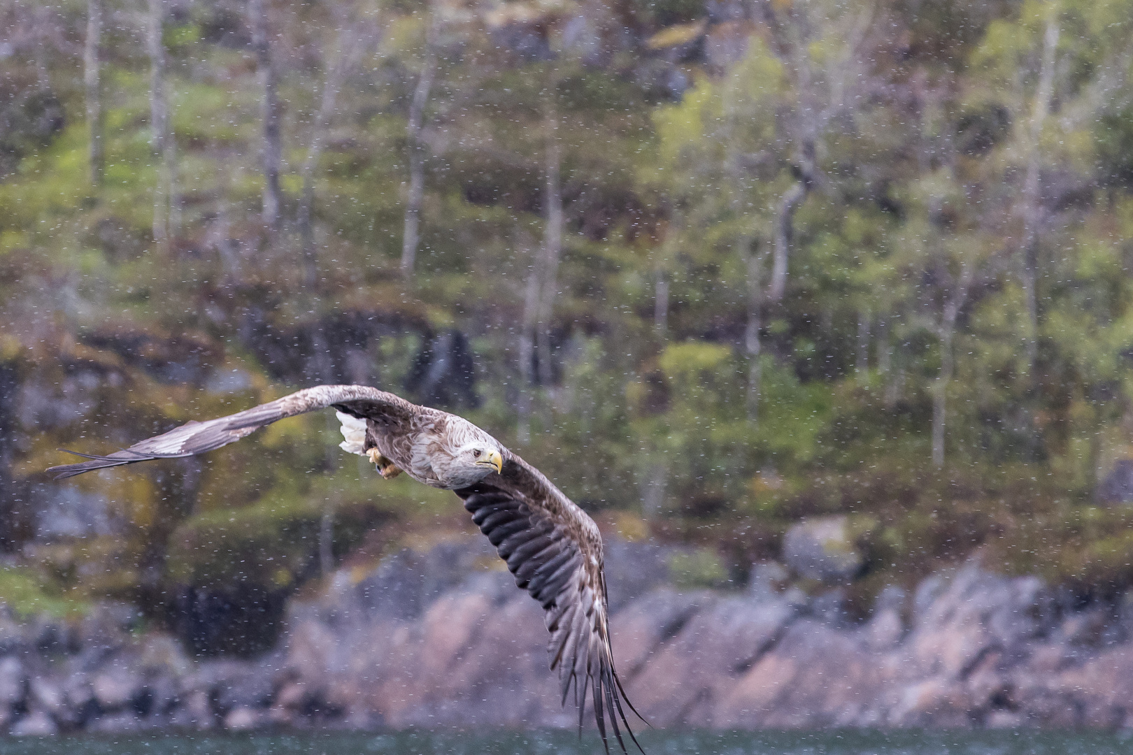 Seeadler im Raftsund, Norwegen