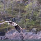 Seeadler im Raftsund, Norwegen