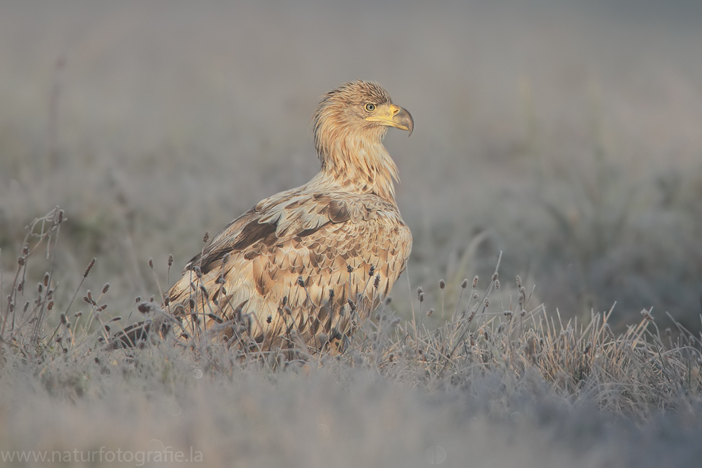 ~ Seeadler im Rauhreif ~