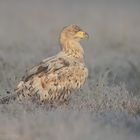 ~ Seeadler im Rauhreif ~