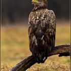 Seeadler im Regen