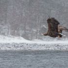 Seeadler im Schneefall