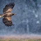 Seeadler im Schneeschauer