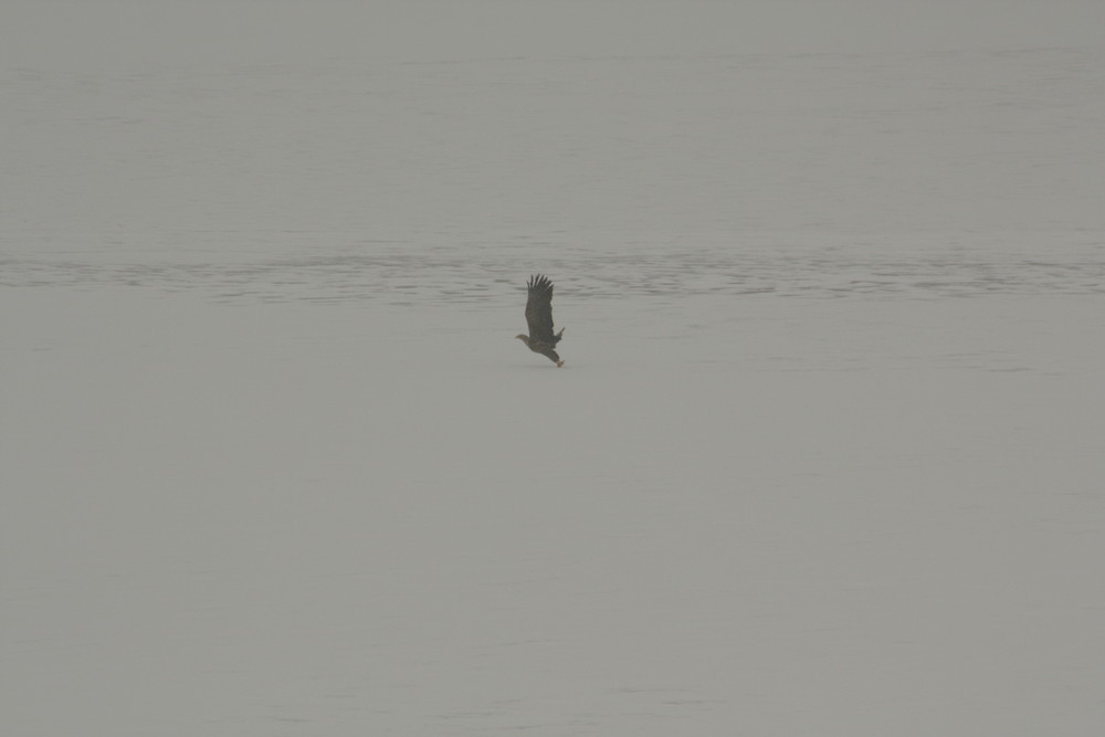 Seeadler im Schneesturm