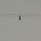 Seeadler im Schneesturm