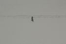 Seeadler im Schneesturm von Mina Kobel 