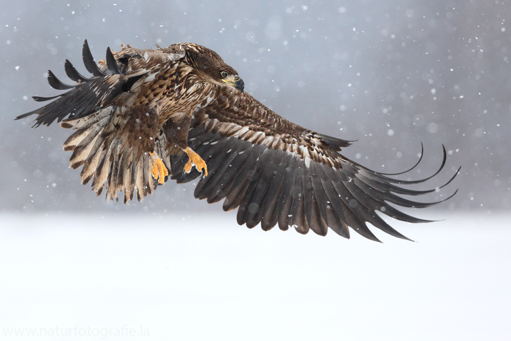 ~Seeadler im Schneetreiben~