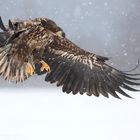 ~Seeadler im Schneetreiben~