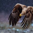 Seeadler im Schneetreiben