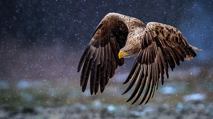 Seeadler im Schneetreiben