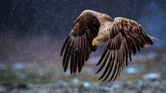 Seeadler im Schneetreiben