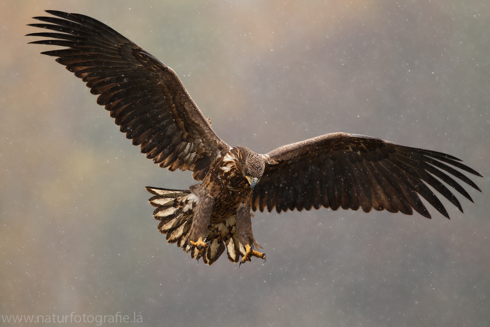 ~ Seeadler im Schneetreiben ~