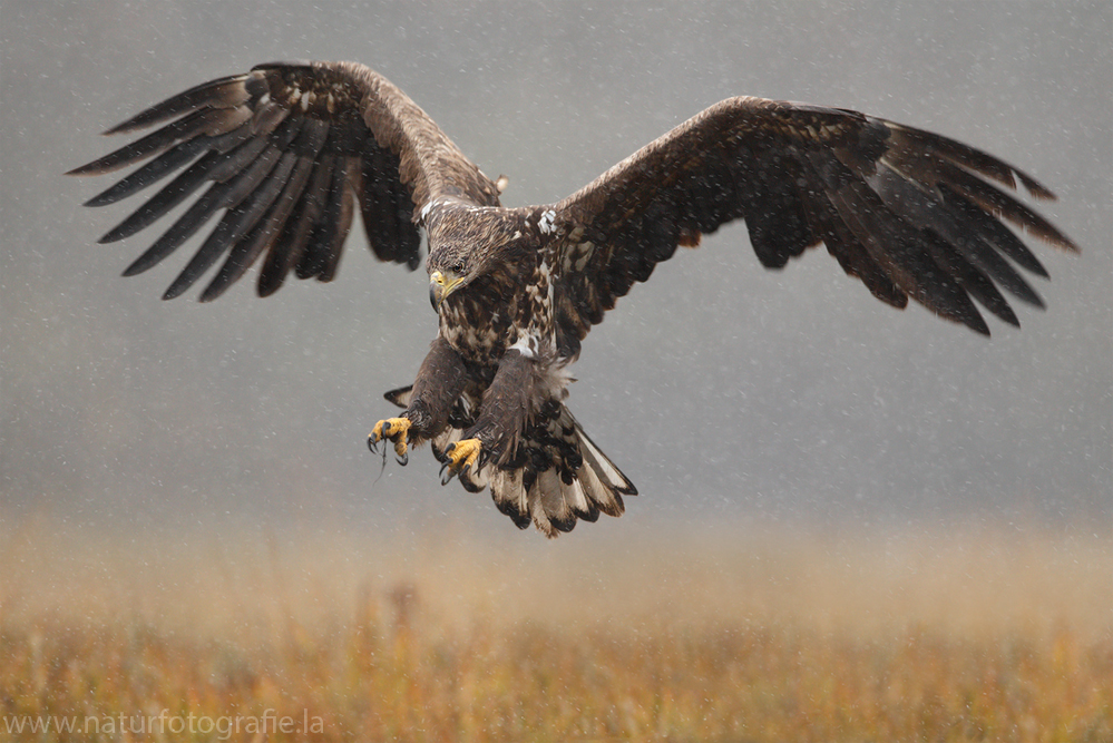 ~Seeadler im Schneetreiben II~