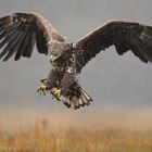 ~Seeadler im Schneetreiben II~