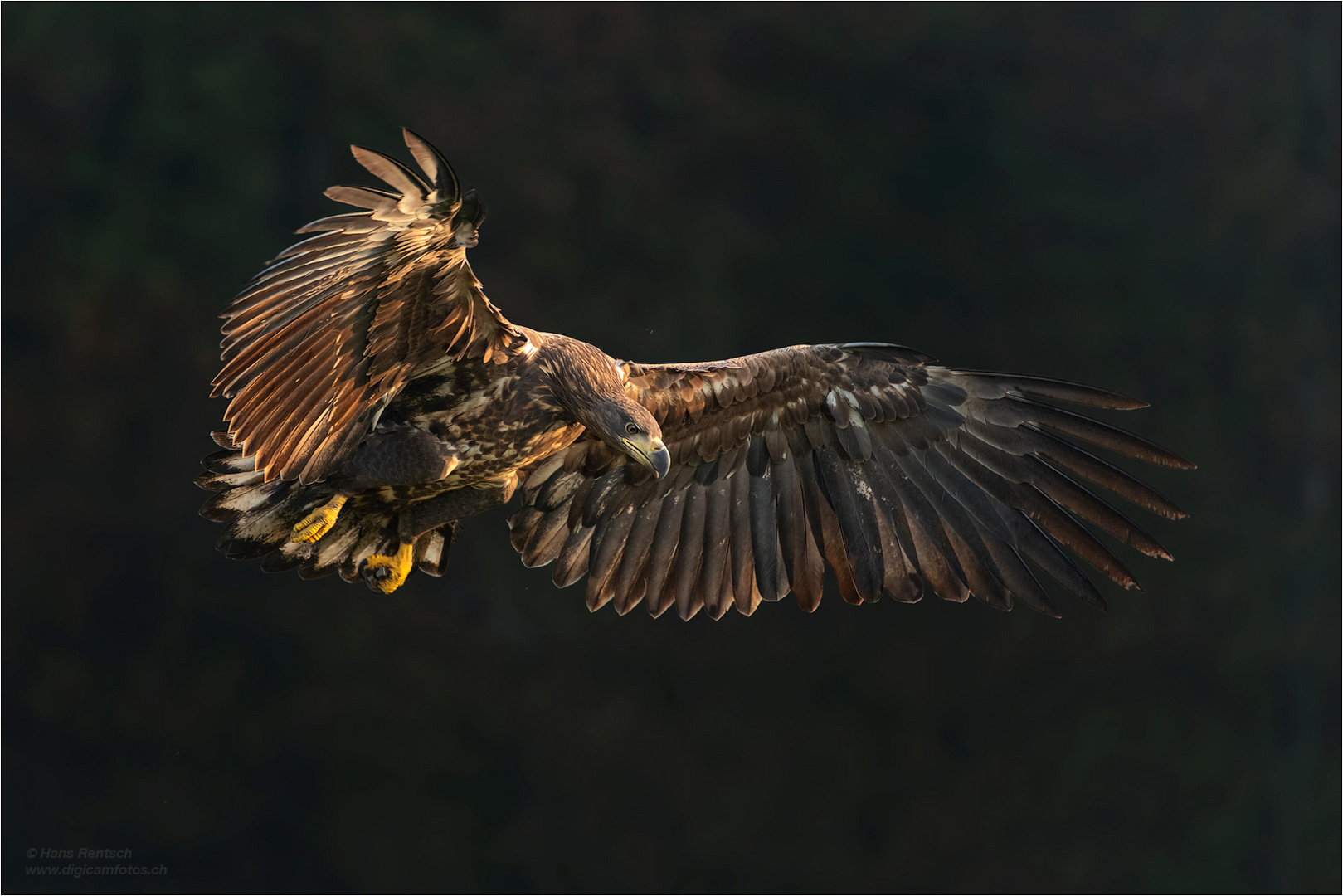 Seeadler im schönen Morgenlicht...