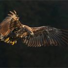 Seeadler im schönen Morgenlicht...