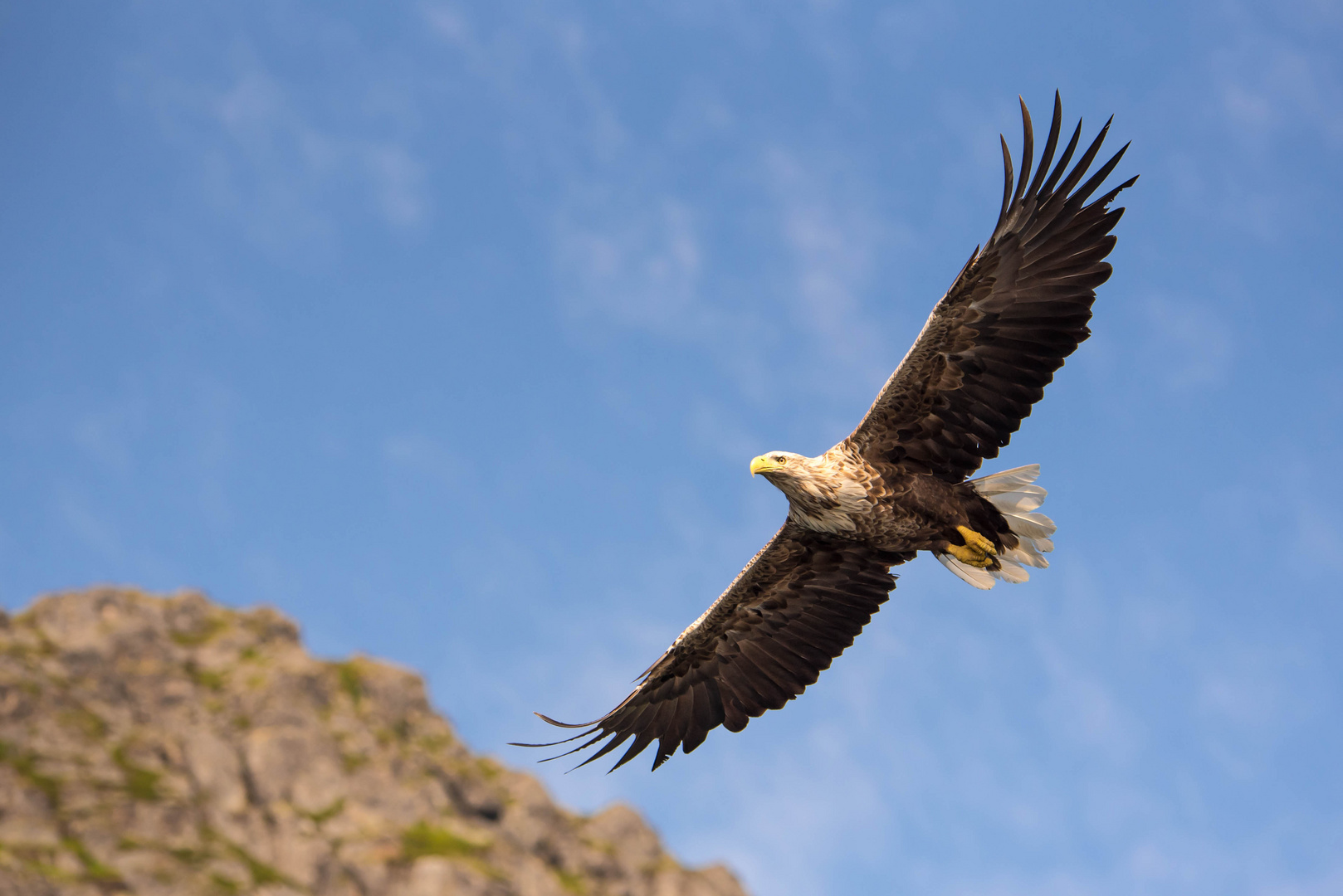 Seeadler im Segelflug in Norwegen