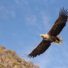 Seeadler im Segelflug in Norwegen