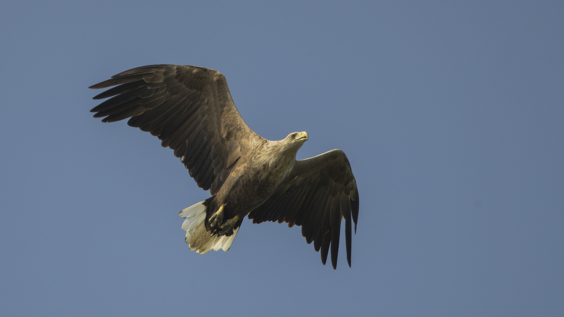 Seeadler im Septemberlicht