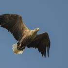 Seeadler im Septemberlicht