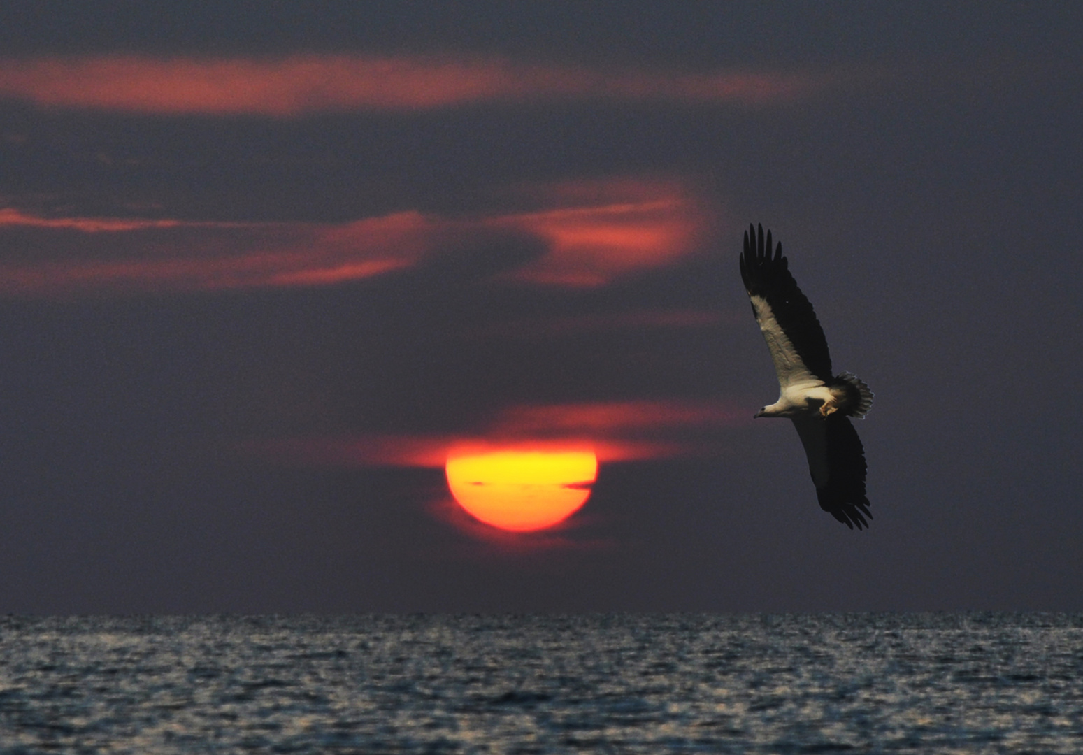 Seeadler im Sonnenuntergang