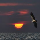 Seeadler im Sonnenuntergang