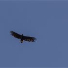 Seeadler im Steigflug