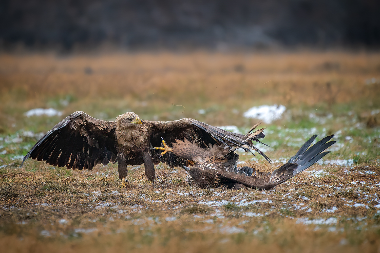 Seeadler im Streit