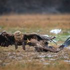 Seeadler im Streit