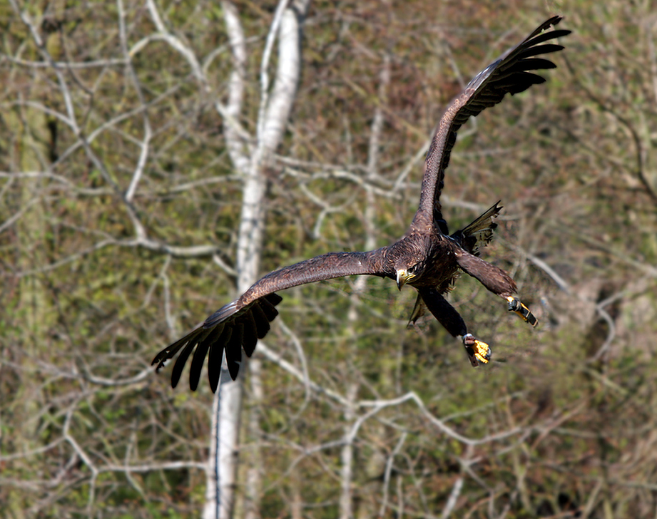 Seeadler im Sturzflug