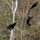 Seeadler im Sturzflug