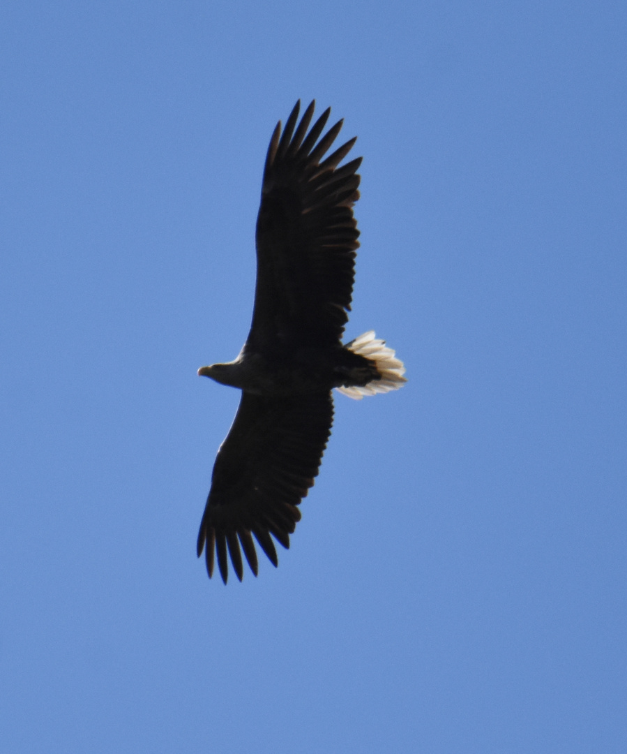 Seeadler im Suchflug