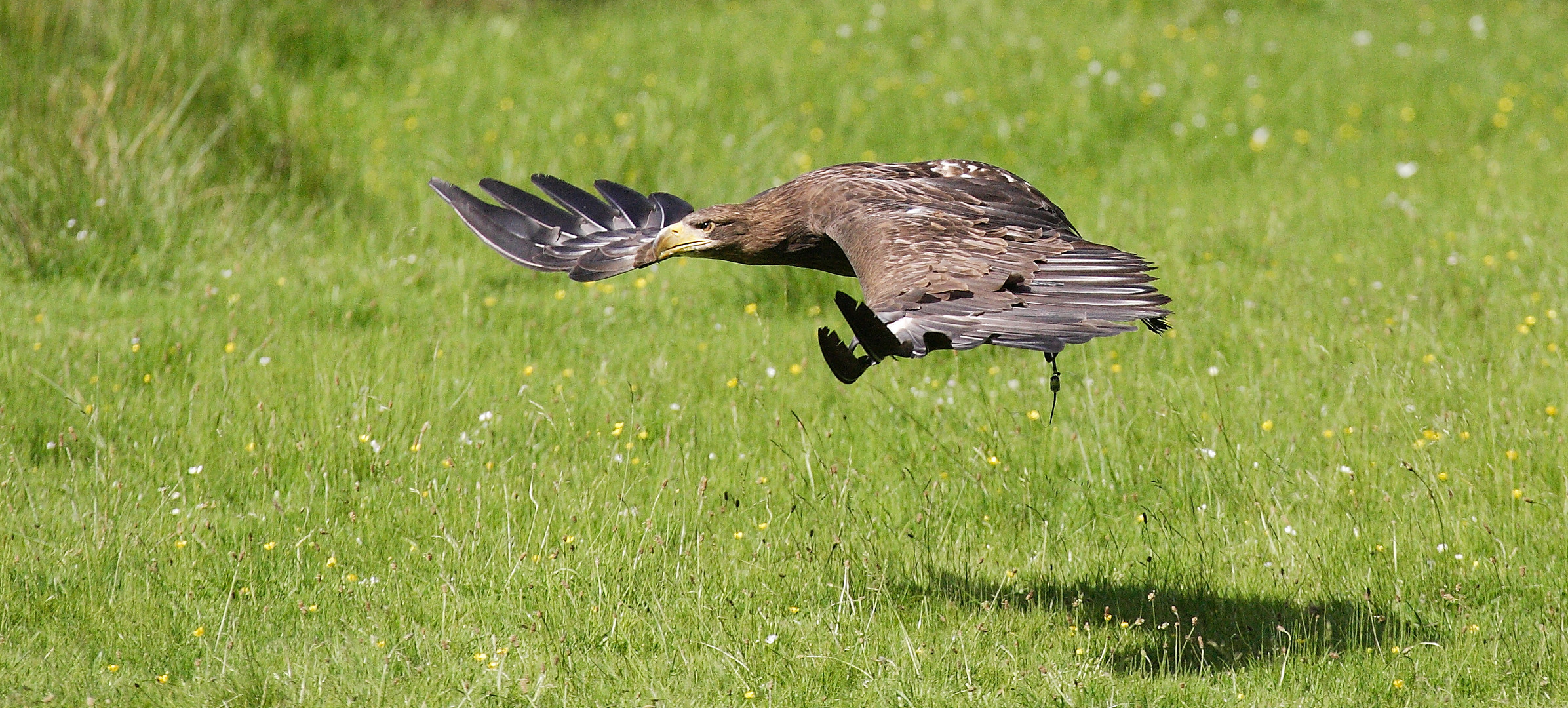 Seeadler im Tiefflug