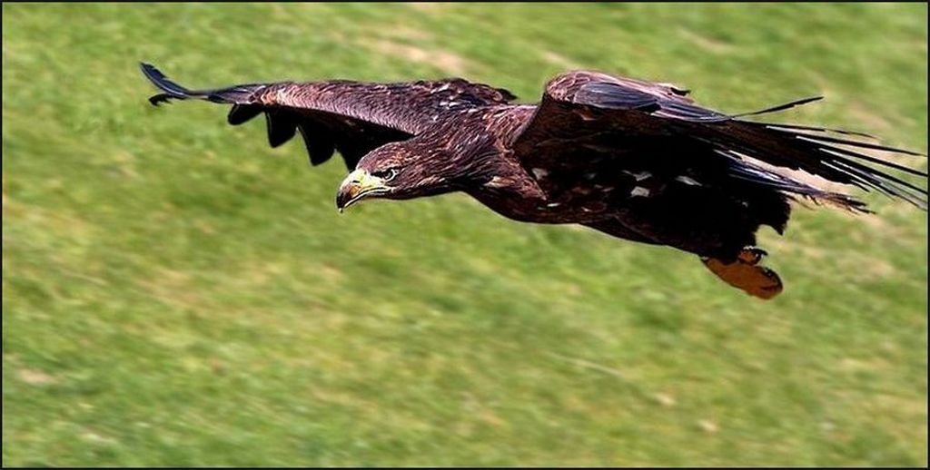 SEEADLER IM TIEFFLUG