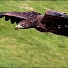 SEEADLER IM TIEFFLUG