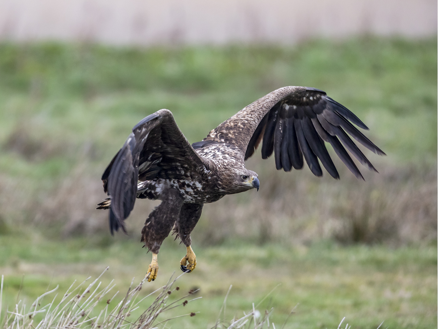 Seeadler im Tiefflug