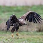 Seeadler im Tiefflug