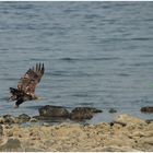 Seeadler im Tiefflug