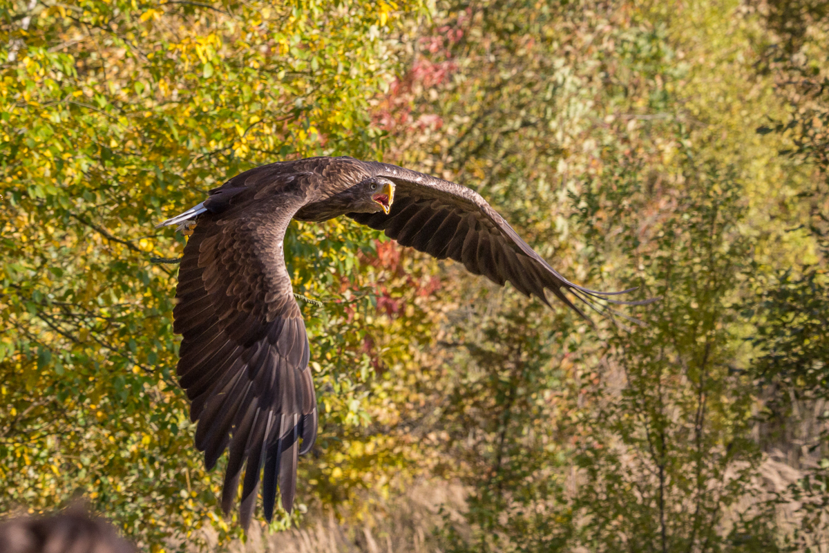 Seeadler im Tiefflug