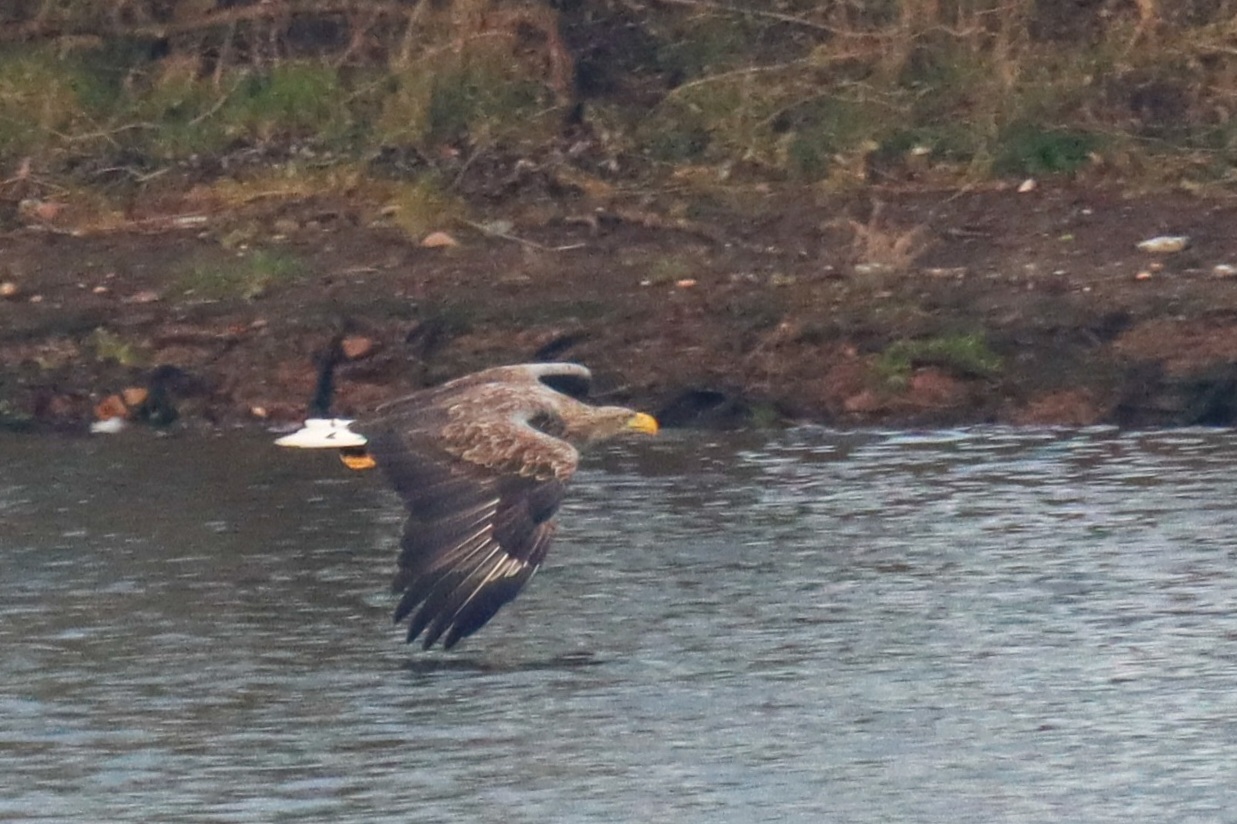 Seeadler im Tiefflug