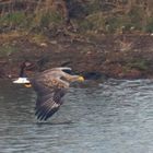 Seeadler im Tiefflug