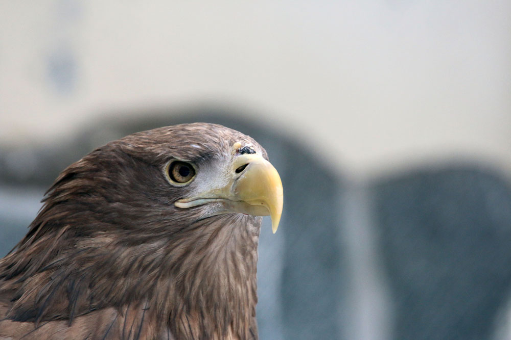 Seeadler im Tierpark Berlin