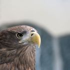 Seeadler im Tierpark Berlin